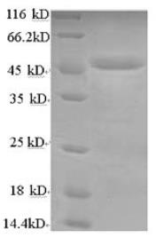 SDS-PAGE (LIPA-627H).jpg